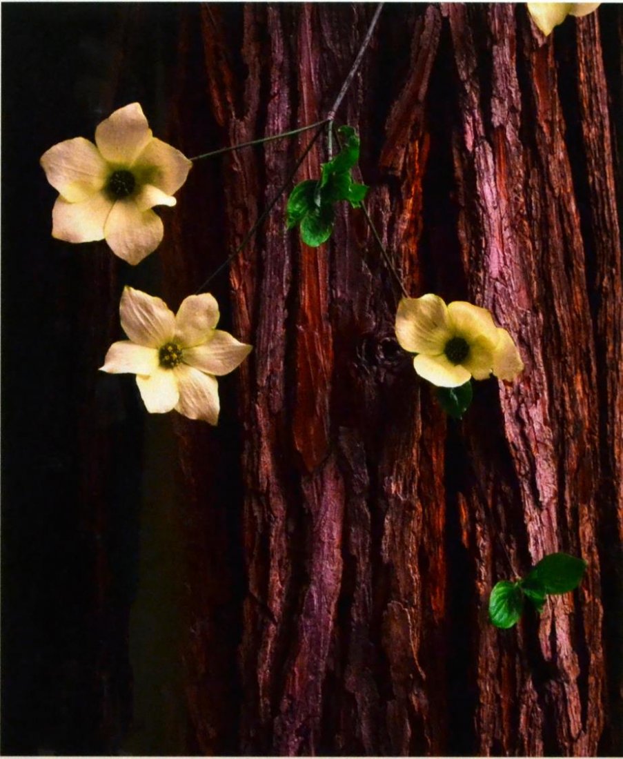RODNEY LOUGH JR (AMERICAN, B. 1960) DOGWOOD PHOTO (1 of 3)