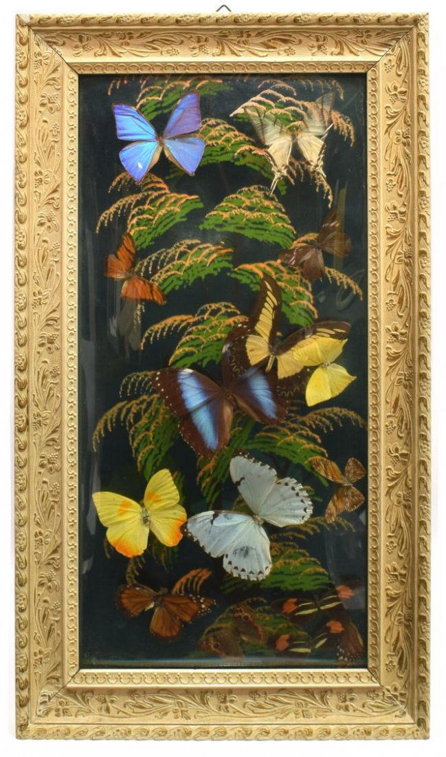 FRAMED BUTTERFLY COLLECTION (1 of 4)