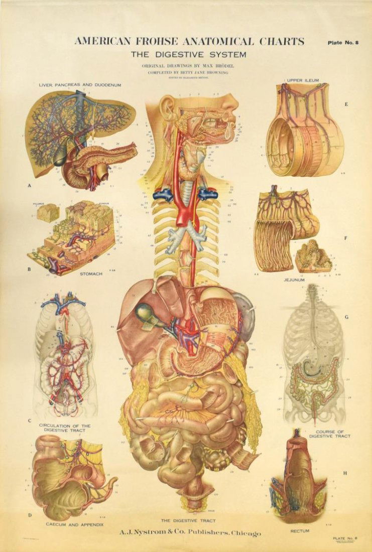 AMER FROSHE ANATOMY WALL CHART #8 (1 of 6)