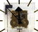 HOWARD MILLER GEORGE NELSON 2 WEIGHT MODERN CLOCK - 4
