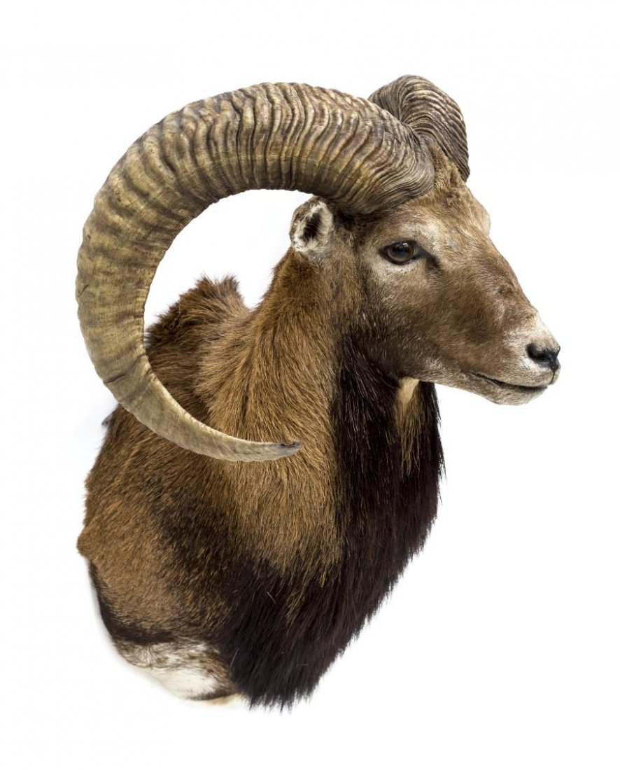 MOUFLON RAM TAXIDERMY SHOULDER MOUNT: Mouflon ram taxidermy shoulder mount, approx. 23"h, 18"w, 16.5"d Start Price: $150.00