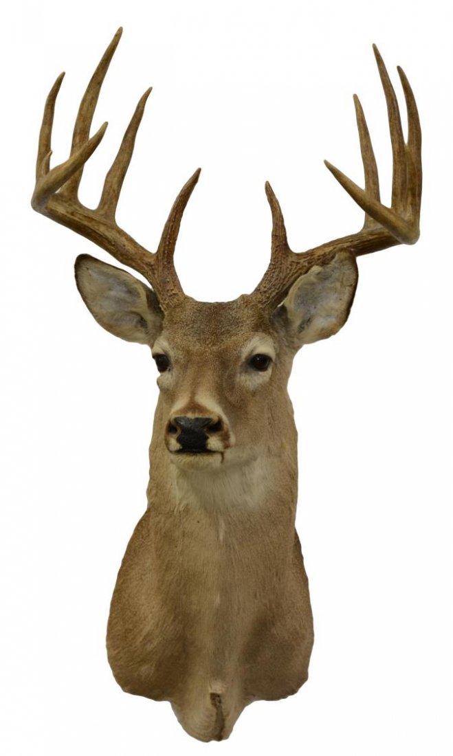 12 POINT WHITETAIL DEER TAXIDERMY TROPHY MOUNT: 12 point whitetail deer taxidermy trophy mount, Austin, Texas, sticker, approx: 37"hg, 18.5"w, 20.5"d, 14lbs Start Price: $80.00
