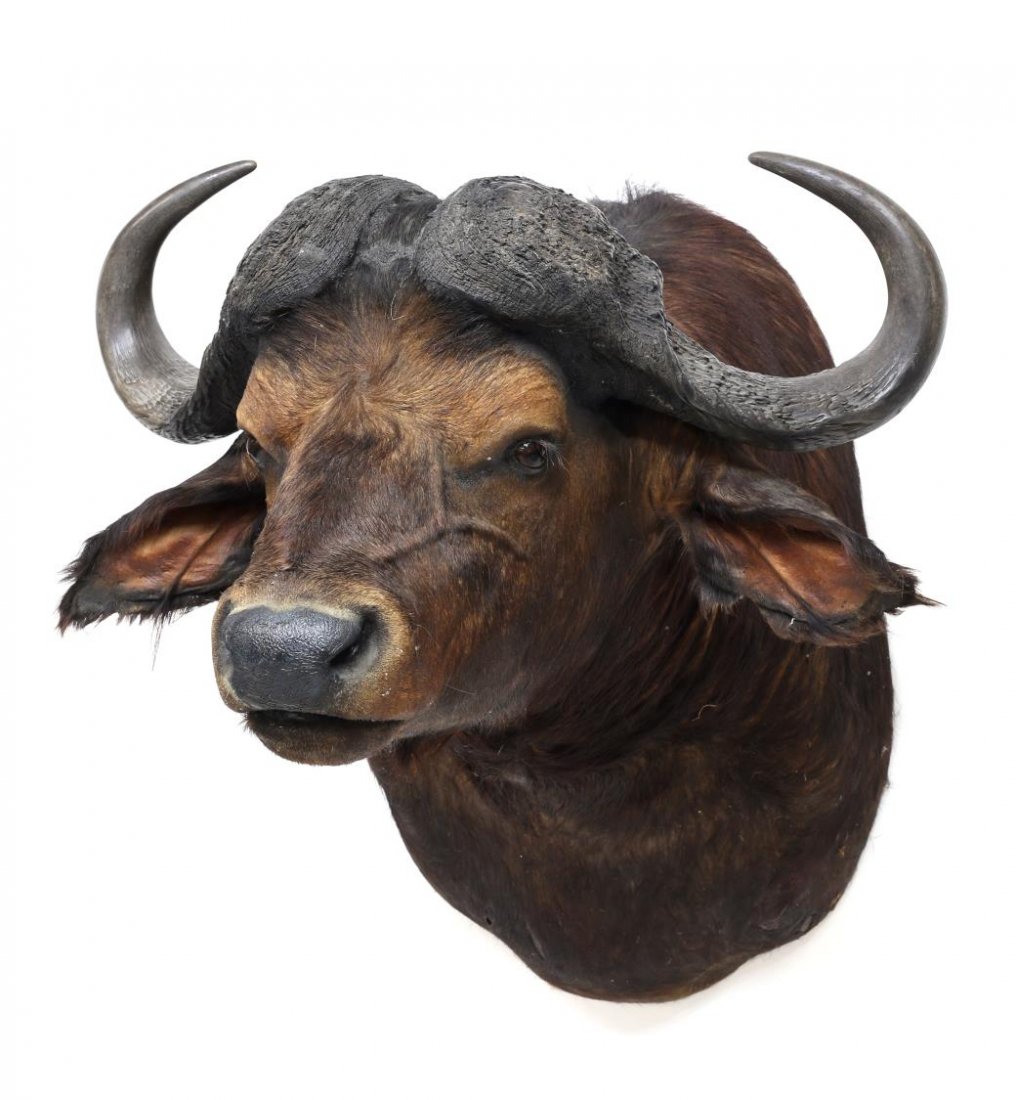 CAPE BUFFALO TAXIDERMY SHOULDER MOUNT: Taxidermy Cape Buffalo shoulder mount, approx. 36.5"h, 32"w, 41"d Start Price: $200.00