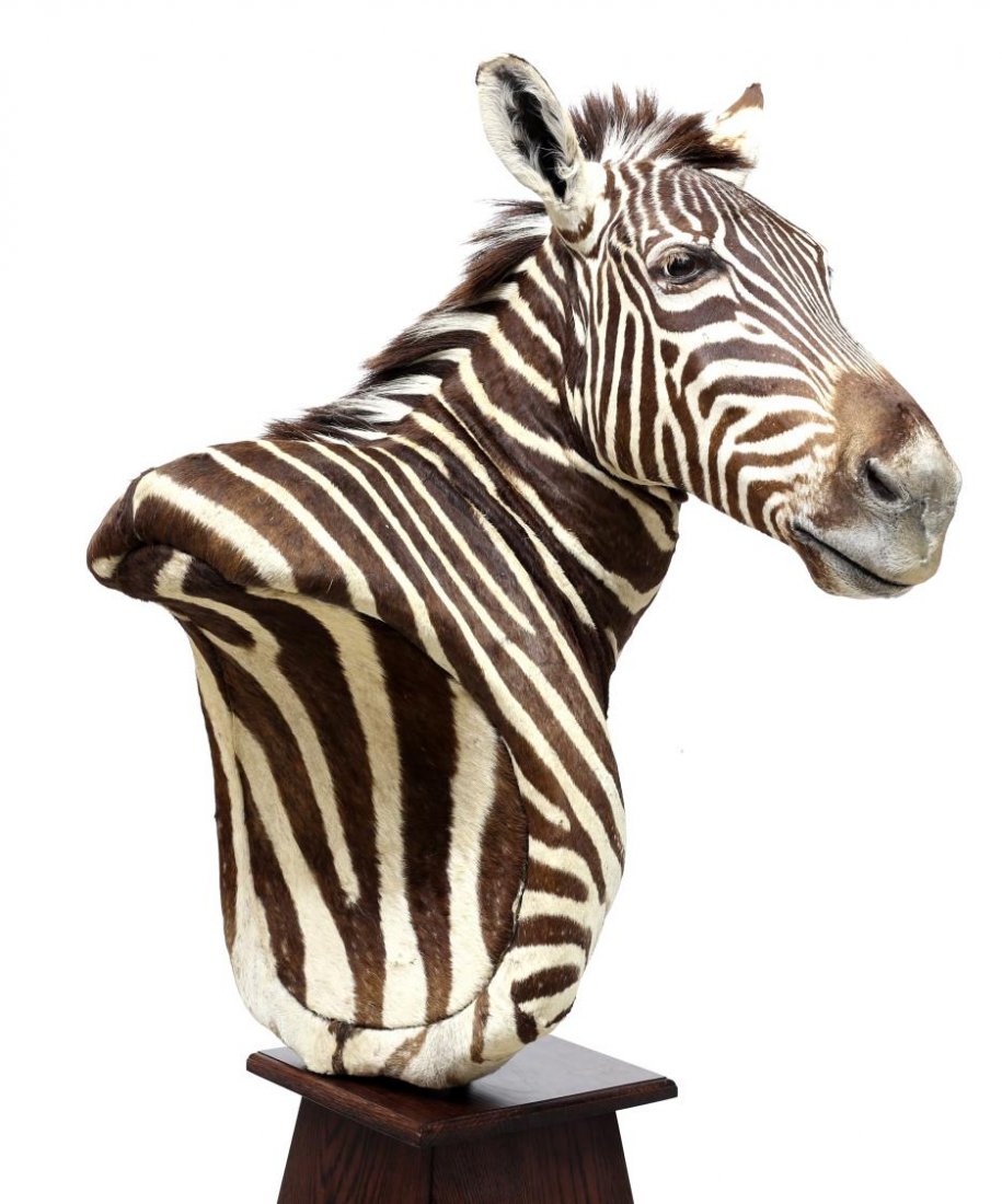 BURCHELL'S ZEBRA TAXIDERMY MOUNT ON OAK STAND: Burchell's zebra taxidermy mount on an oak stand, zebra: approx. 40"h, 27"w, 26"d, overall: approx. 69"h, 27"w, 26"d Start Price: $800.00