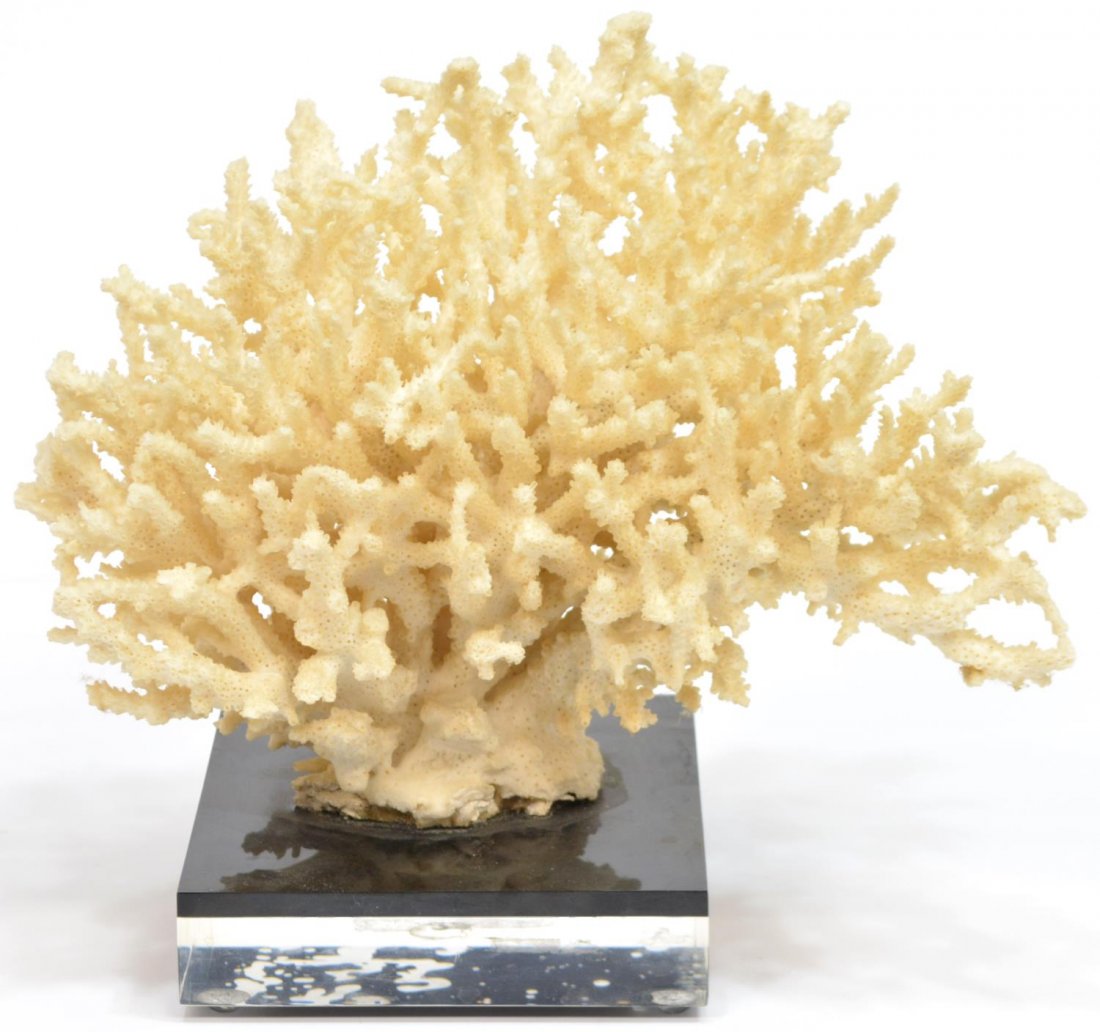NATURAL WHITE CORAL DISPLAY: White coral mounted on an acrylic base, coral: 7.25"h, 9.75"w, 5"d, stand: 1.25"h, 5"w, 5"d, total: 2.75lbs Start Price: $40.00