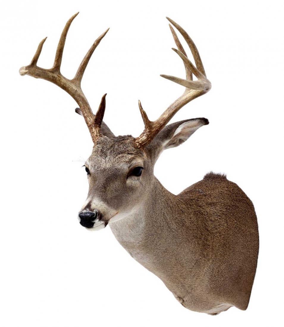 WHITETAIL DEER TAXIDERMY MOUNT, 11 POINTS: Whitetail deer taxidermy mount, 11 points, approx. 30.75"h, 17"w, 22"d Start Price: $80.00