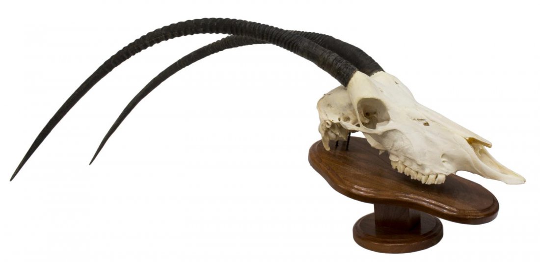 SCIMITAR-HORMED ORYX SKULL, LONG CURVING HORNS: Scimitar Oryx skull with curving horns, mounted on wood, overall: approx. 42"h, 12.5"w, 15"d Start Price: $80.00 *NOTE: This item will not be shipped outside of Texas*