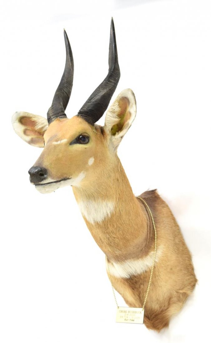 CHOBE BUSHBUCK TAXIDERMY MOUNT, SAFARI CLUB SILVER: Chobe Bushbuck African taxidermy mount, Zimbabwe, Africa, July, 2000, Safari Club International rank #75, Silver Medal trophy, apprx. 30"h, 13"w, 19.5"d Provenance: From the trophy room of Edmond Ray 