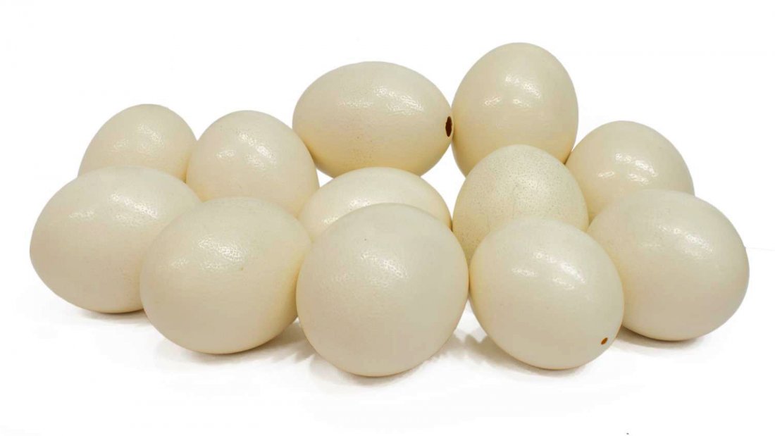 (12) AFRICAN OSTRICH EGGS: (lot of 12) African Ostrich eggs, average size: 6.5"l, total: 7.75lbs Provenance: From the trophy room of Edmond Ray York, U.S. Army (1931-2016). Start Price: $80.00