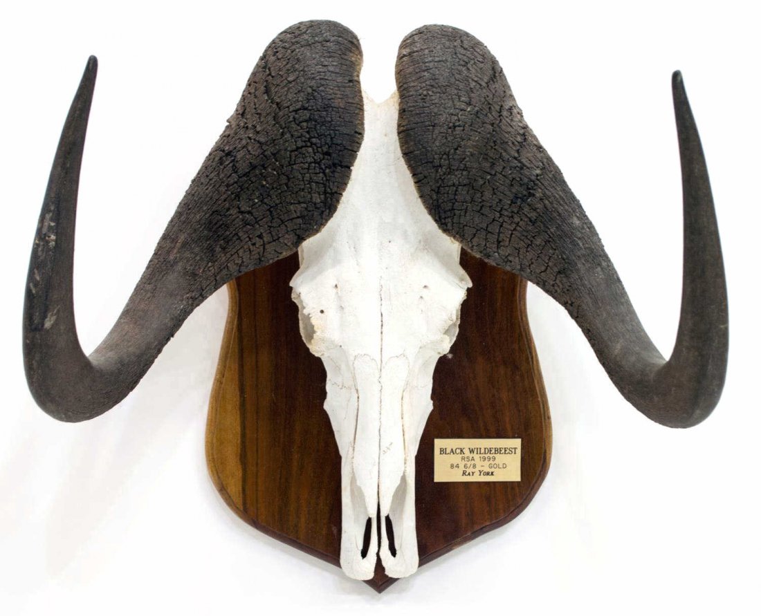 BLACK WILDEBEEST TAXIDERMY SKULL MOUNT: Black Wildebeest antelope African taxidermy skull mount, South Africa, June, 1999, Safari Club International, #63M Gold Medal trophy, apprx. 18.5"h, 18.5"w, 14.5"d Provenance: From the trophy room of 