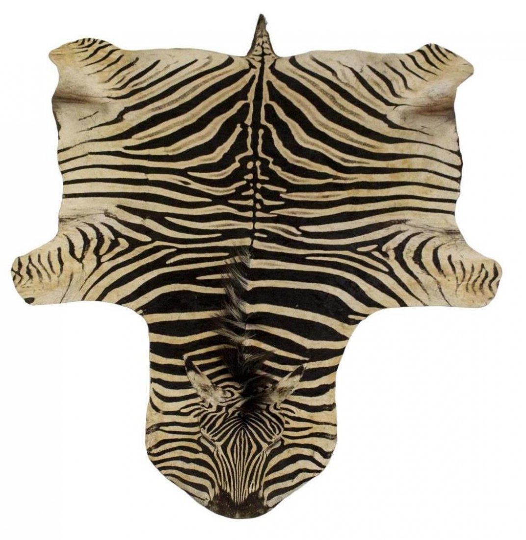LARGE BURCHELL'S ZEBRA SKIN RUG, 124" x 82": African Burchell's zebra skin rug, largest measurement including tail: 124" x 82" Provenance: From the trophy room of Edmond Ray York, U.S. Army (1931-2016). Start Price: $600.00