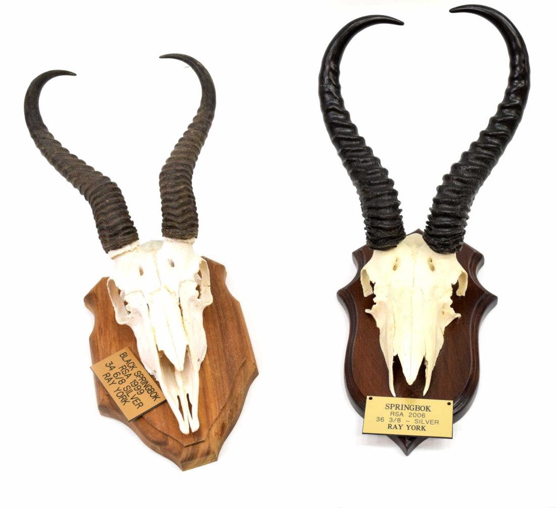 SPRINGBOK TAXIDERMY SKULL MOUNTS, SAFARI CLUB: (lot of 2) Springbok antelope African taxidermy skull mounts: (1) South African Springbok, Karoo, South Africa, June, 2006, Safari Club International rank #72, Silver Medal trophy; (1) Black Springbok