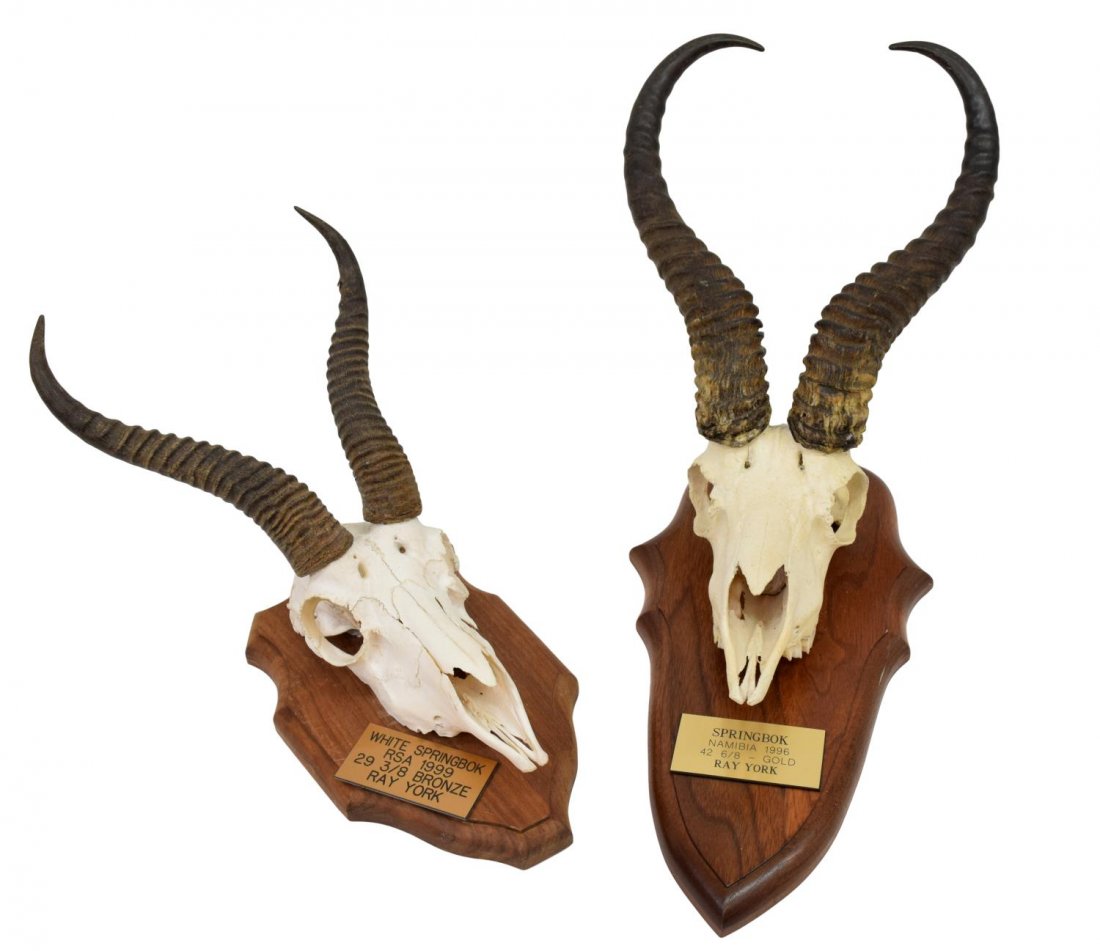 (2) SPRINGBOK TAXIDERMY SKULL MOUNTS, SAFARI CLUB: (lot of 2) Springbok antelope African taxidermy skull mounts: (1) White Springbok, South Africa, June, 1999, Safari Club International rank #73, Bronze Medal trophy; (1) Kalahari Springbok, Namibia, A