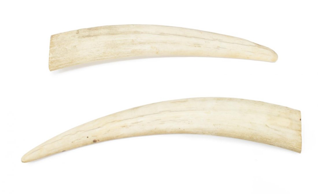 (2) ATLANTIC WALRUS TUSKS WITH DOCUMENTATION: (lot of 2) Atlantic Walrus tusks taken off Saunders Island, Greenland in May, 1961 with Inuit guides, longest measurement on curve: 14.25"l, 2.25"w, 1.5"d, total: 2.75lbs Provenance: Estate of U.S. Ar