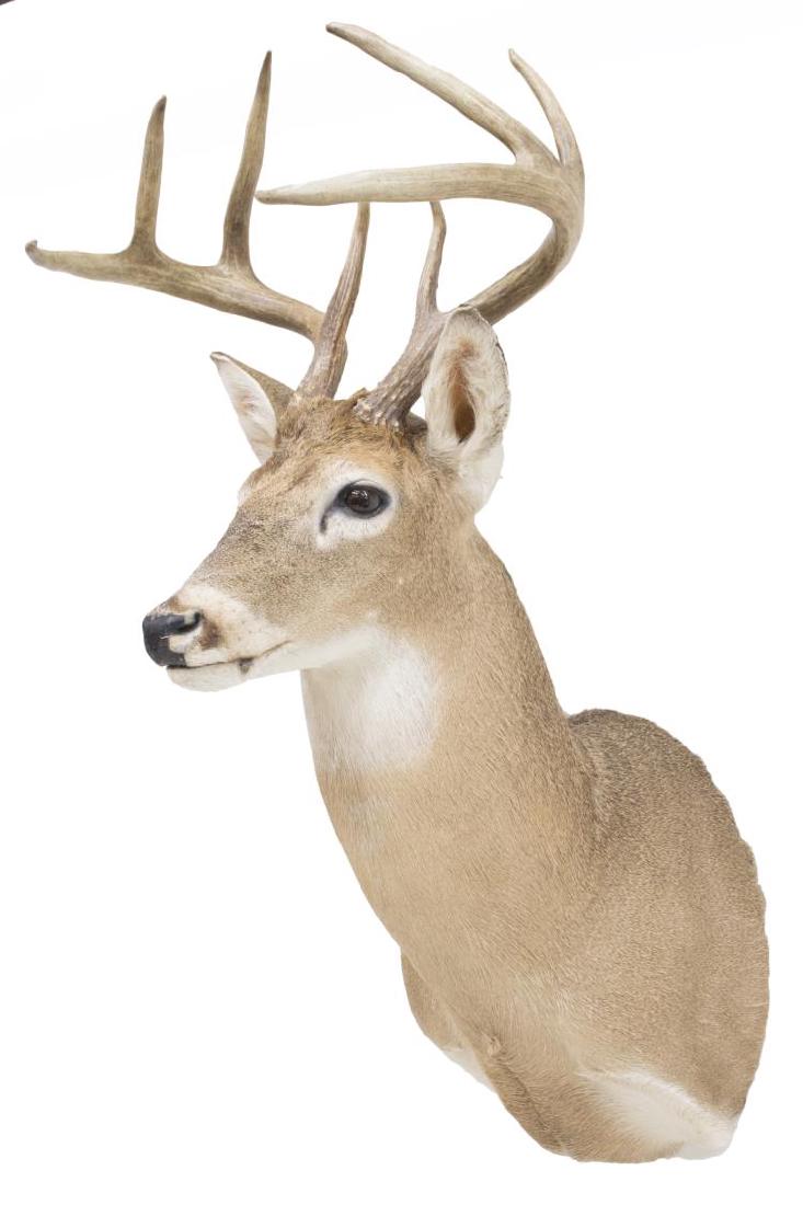 WHITETAIL DEER 8 POINT TAXIDERMY MOUNT: Whitetail deer taxidermy mount, 8 points, approx. 35.5"h, 17"w, 20"d Start Price: $80.00