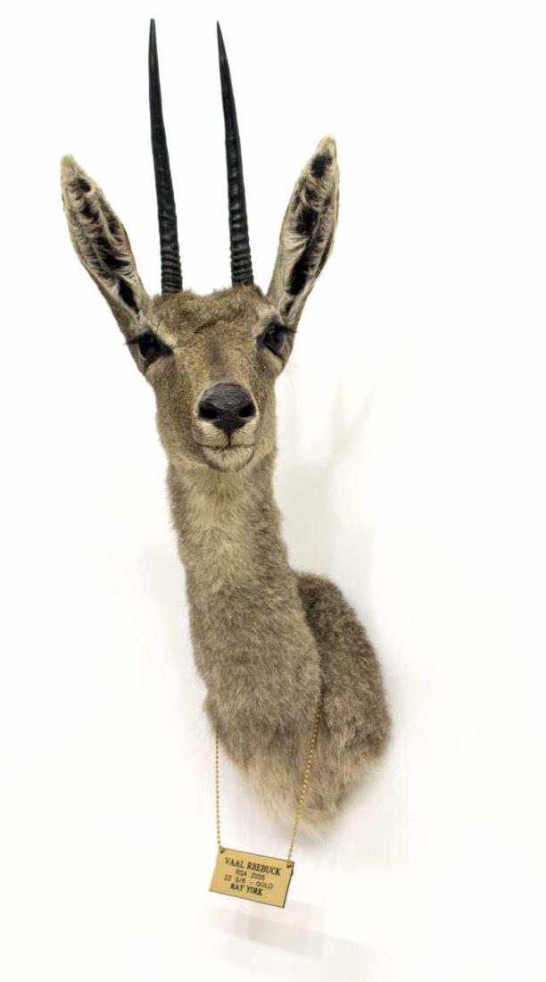 VAAL RHEBUCK TAXIDERMY MOUNT, SAFARI CLUB GOLD: Vaal Rhebuck antelope African taxidermy mount, South Africa, June, 2005, Safari Club International rank #29, Gold Medal trophy, apprx. 27"h, 12"w, 8.5"d Provenance: From the trophy room of Edmond Ray 