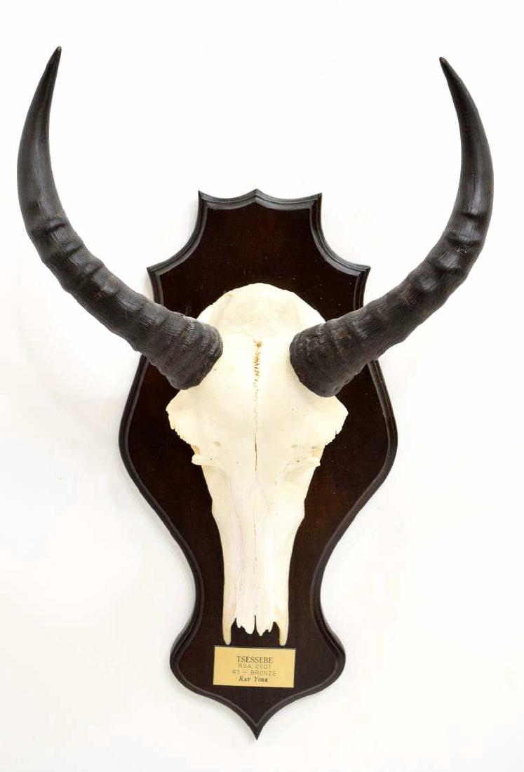 TESSEBE TAXIDERMY SKULL MOUNT, SAFARI CLUB BRONZE (1 of 4)