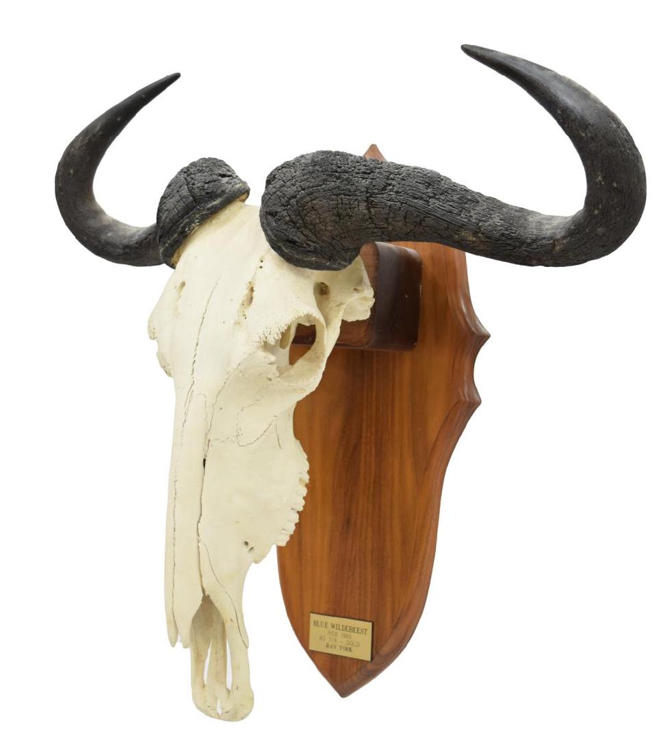 WILDEBEEST TAXIDERMY MOUNT, SAFARI CLUB GOLD (1 of 4)