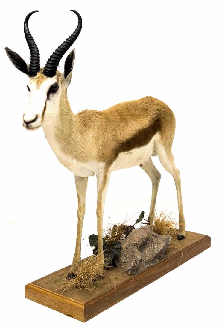 FULL BODY SPRINGBOK ANTELOPE TAXIDERMY MOUNT: Full body Springbok antelope taxidermy mount standing on a rectangular wood base with foliate and rock embellishments, overall: 45.25"h, 47"w, 13.5"d Start Price: $200.00