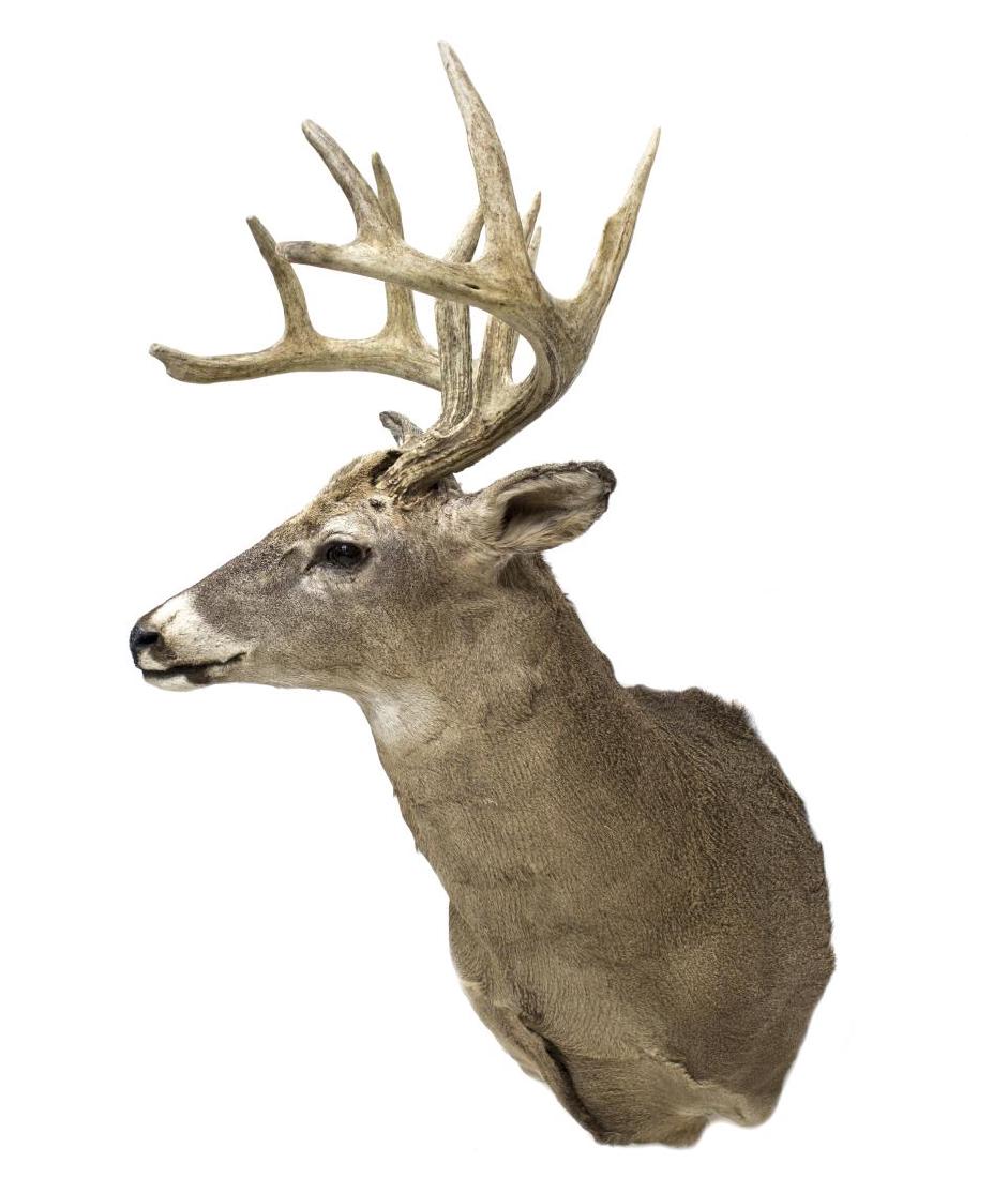 WHITETAIL DEER TAXIDERMY MOUNT: Whitetail deer taxidermy mount, 10 points, approx. 38"d, 21.5"w, 23.5"d Start Price: $100.00