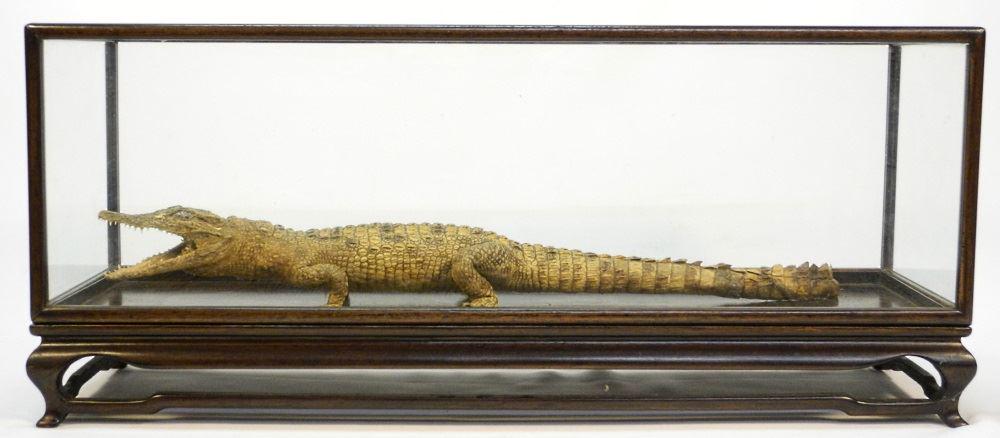 Taxidermy Cayman in Asian rosewood display case, 25" (1 of 6)