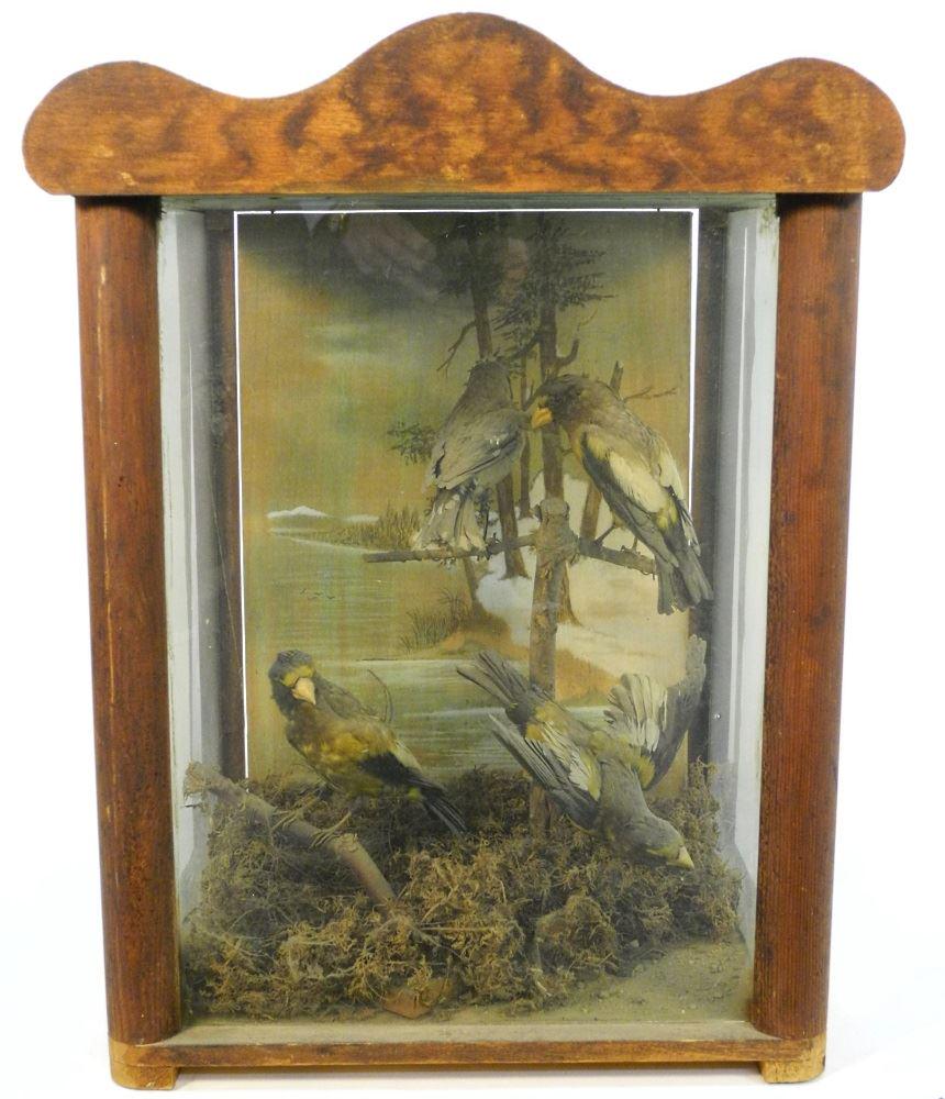 Taxidermy Display of Birds, 22" high. (1 of 3)