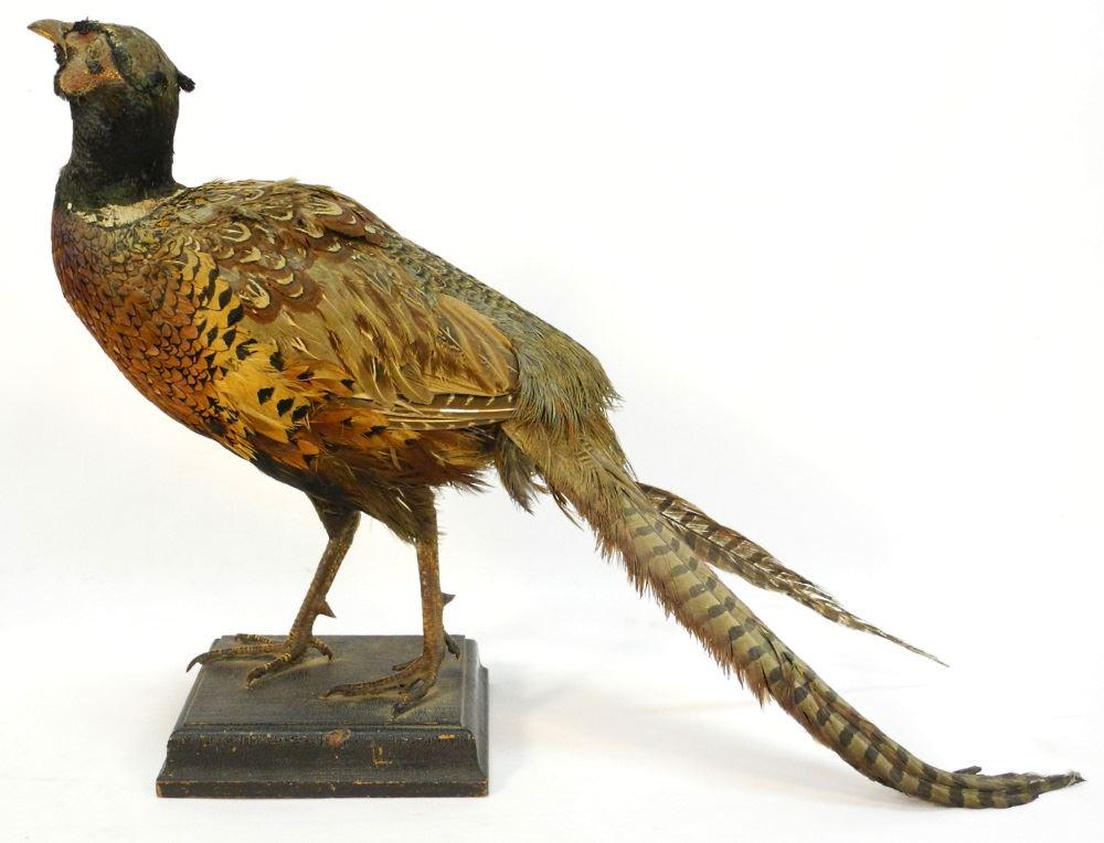 Taxidermy Pheasant. (1 of 2)