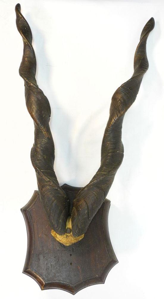 Taxidermy Marhor Rack Mount, 26". (1 of 2)