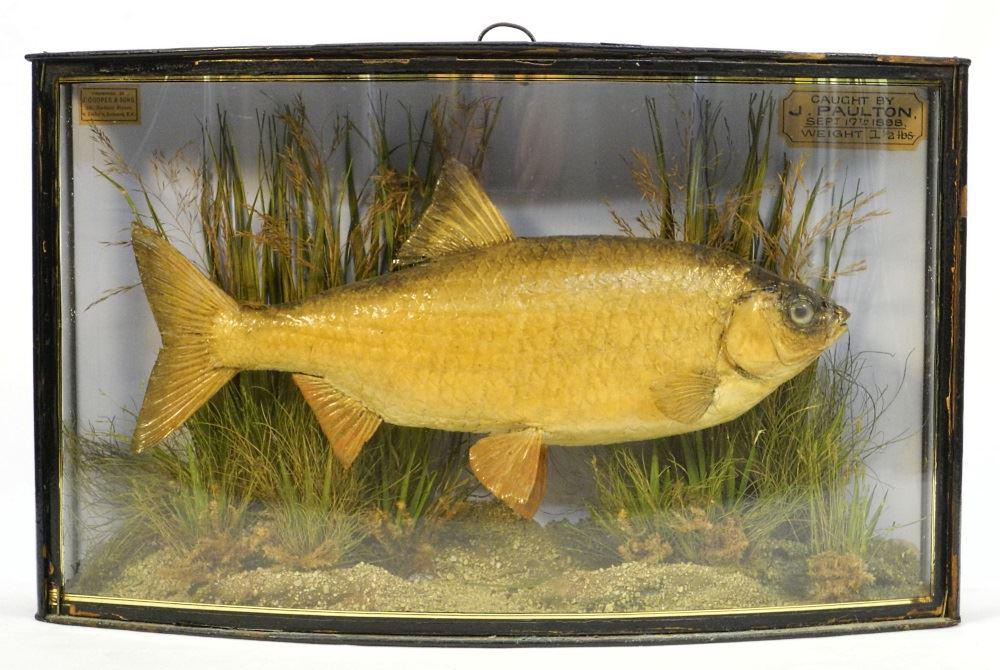 Taxidermy Trout Diorama by J.Cooper & Sons London,: Taxidermy Trout Diorama by J.Cooper & Sons London, Caught Sept.17/1898, 19" wide.