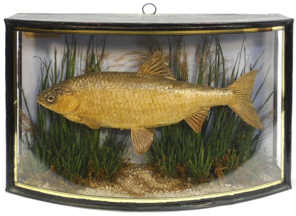 Taxidermy trout Diorama by J.Cooper & Sons London,: Taxidermy trout Diorama by J.Cooper & Sons London, Caught Sept.8/1875, 18 1/2" wide.