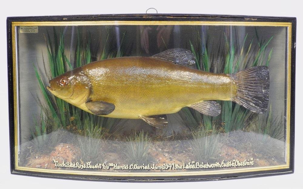 Taxidermy Tench Diorama by Homers London, Caught June: Taxidermy Tench Diorama by Homers London, Caught June 1947, 22 3/4" wide.