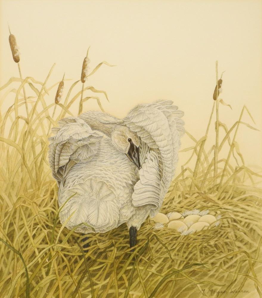 Watercolour Signed M. Morgan Warren, 13 1/4" x 11 3/4",: Watercolour Signed M. Morgan Warren, 13 1/4" x 11 3/4", "Morning Preen".