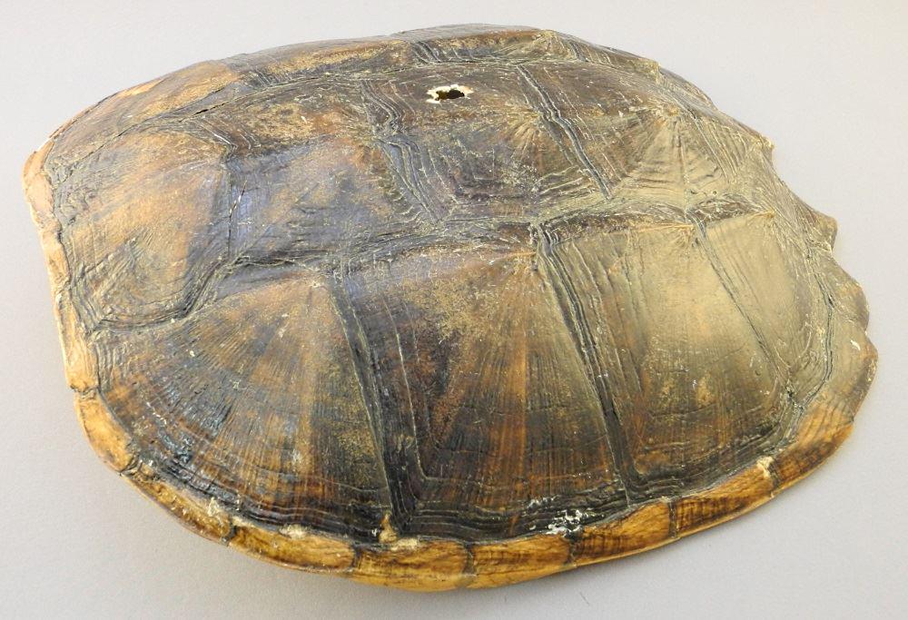 Turtle Shell, hole noted, 12" length.: Turtle Shell, hole noted, 12" length.