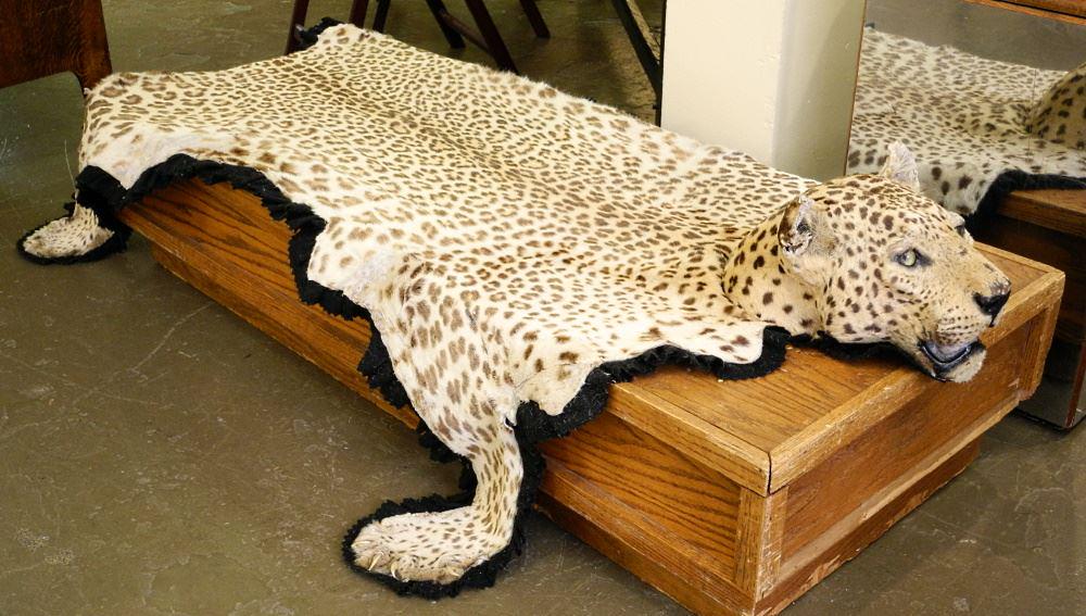 Leopard Skin Rug, 8' long, no export. (1 of 3)
