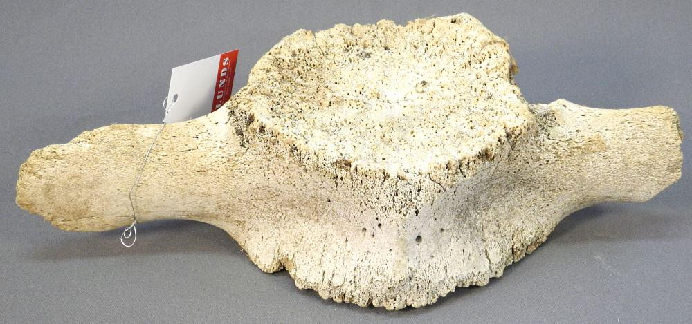 Whale Vertebrae, Acquired Arctic 1960 / 70's, 14" wide.: Whale Vertebrae, Acquired Arctic 1960 / 70's, 14" wide.