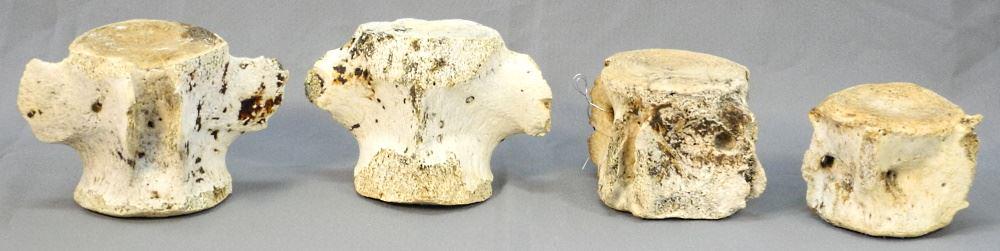 4 Small Whale Vertebrae, Acquired Arctic 1960 / 70's,: 4 Small Whale Vertebrae, Acquired Arctic 1960 / 70's, 4" - 6 1/2" length.