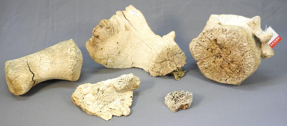 5 Whale Bone Fragments, Acquired Arctic 1960 / 70's, 3": 5 Whale Bone Fragments, Acquired Arctic 1960 / 70's, 3" - 10 1/2" length.