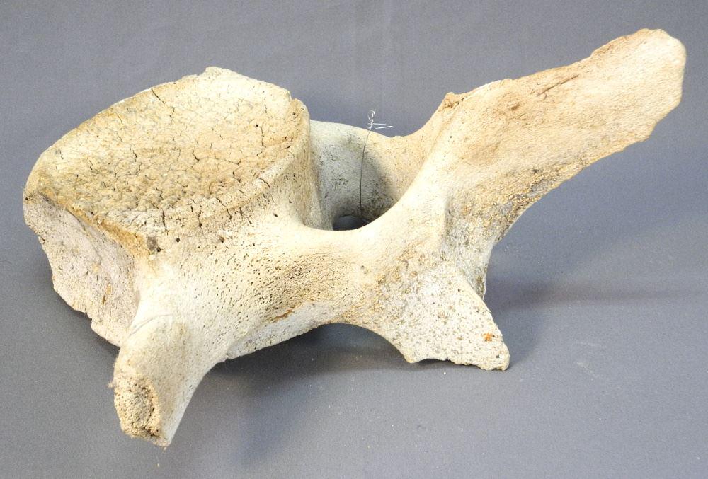 Whale Vertebrae, Acquired Arctic 1960 / 70's, 16" high.: Whale Vertebrae, Acquired Arctic 1960 / 70's, 16" high.