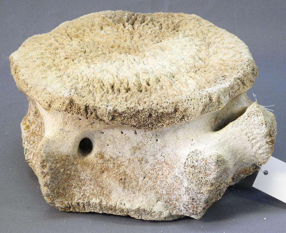 Whale Vertebrae, Acquired Arctic 1960 / 70's, 12" high.: Whale Vertebrae, Acquired Arctic 1960 / 70's, 12" high.