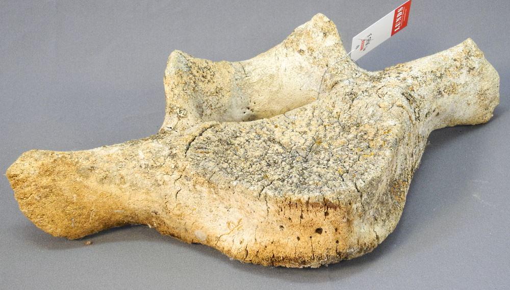 Whale Vertebrae, Acquired Arctic 1960 / 70's, 17 1/2": Whale Vertebrae, Acquired Arctic 1960 / 70's, 17 1/2" wide. No Export.