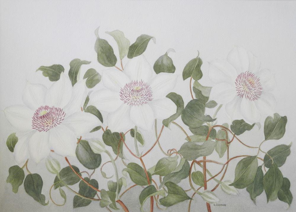 Watercolour signed E. (Emily) Sartain, 13 1/2" x 19", (1 of 4)