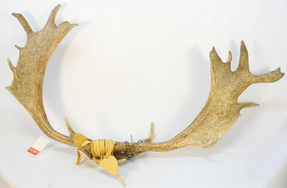 Pair of Fallow Deer Antlers, the Deer was known as (1 of 1)
