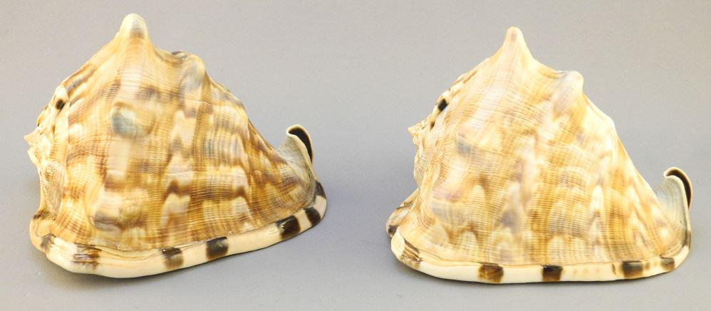 2 Conch Shells, 5 1/2" length. (1 of 2)