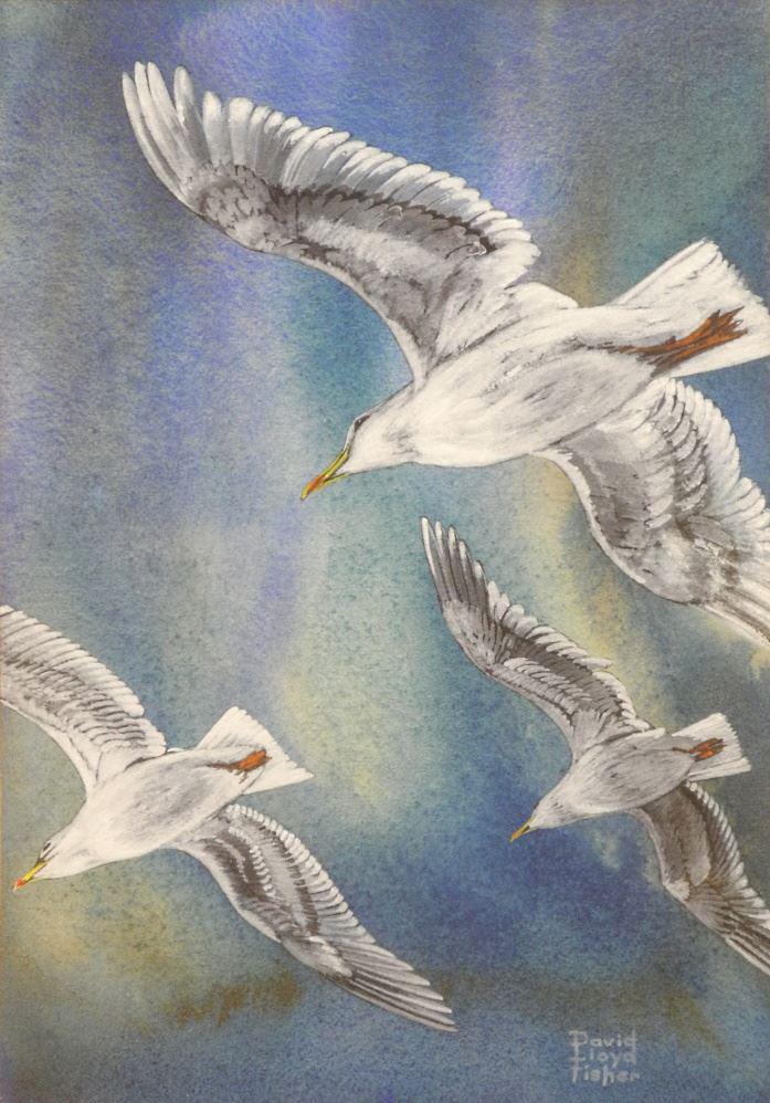 Watercolour with Heightening Signed David Lloyd Fisher, 13 7/8" x 9 5/8" ,"Gulls".: Watercolour with Heightening Signed David Lloyd Fisher, 13 7/8" x 9 5/8" ,"Gulls".