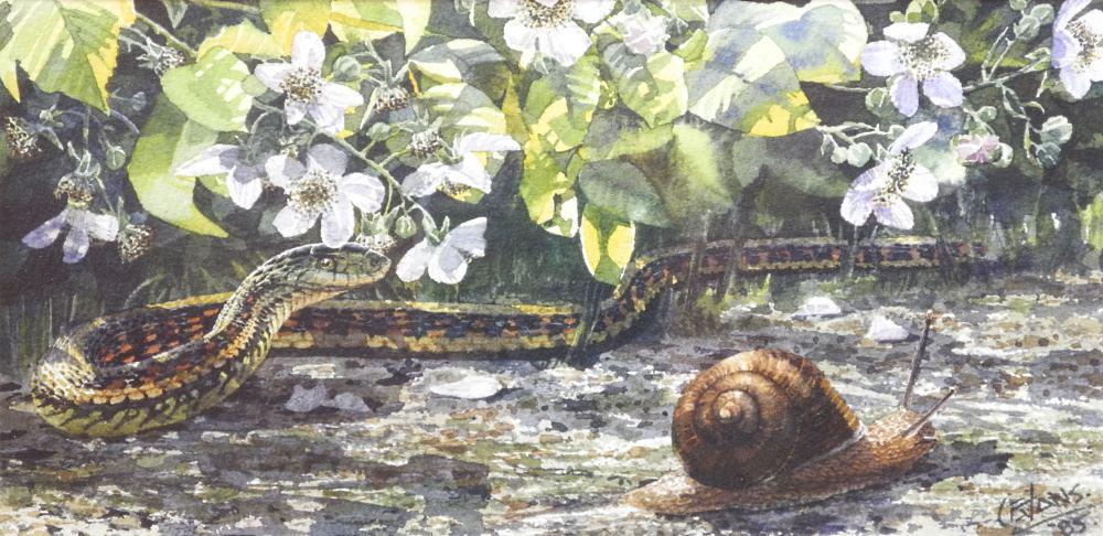 Watercolour Signed C.(Carol) Evans 1985, 4 7/8" x 10", "Snake & Snail".: Watercolour Signed C.(Carol) Evans 1985, 4 7/8" x 10", "Snake & Snail".