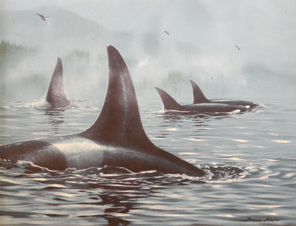 Acrylic on Canvas Signed Bruce Muir, 13 1/4" x 17 1/4", "Transient Pod- Orcas". (1 of 4)