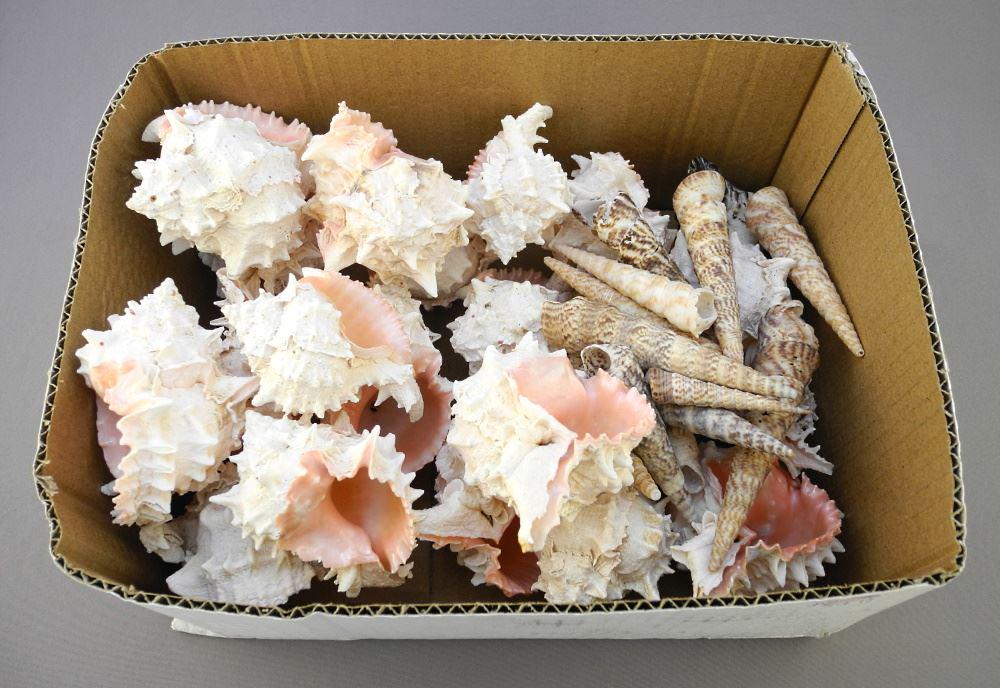 Pink Seashell Specimens From Mexico. (1 of 1)