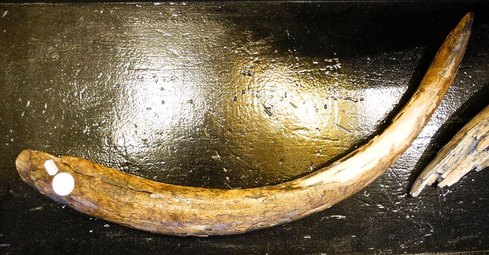 Mammoth Tusk, 26" Wide.: Mammoth Tusk, 26" Wide.