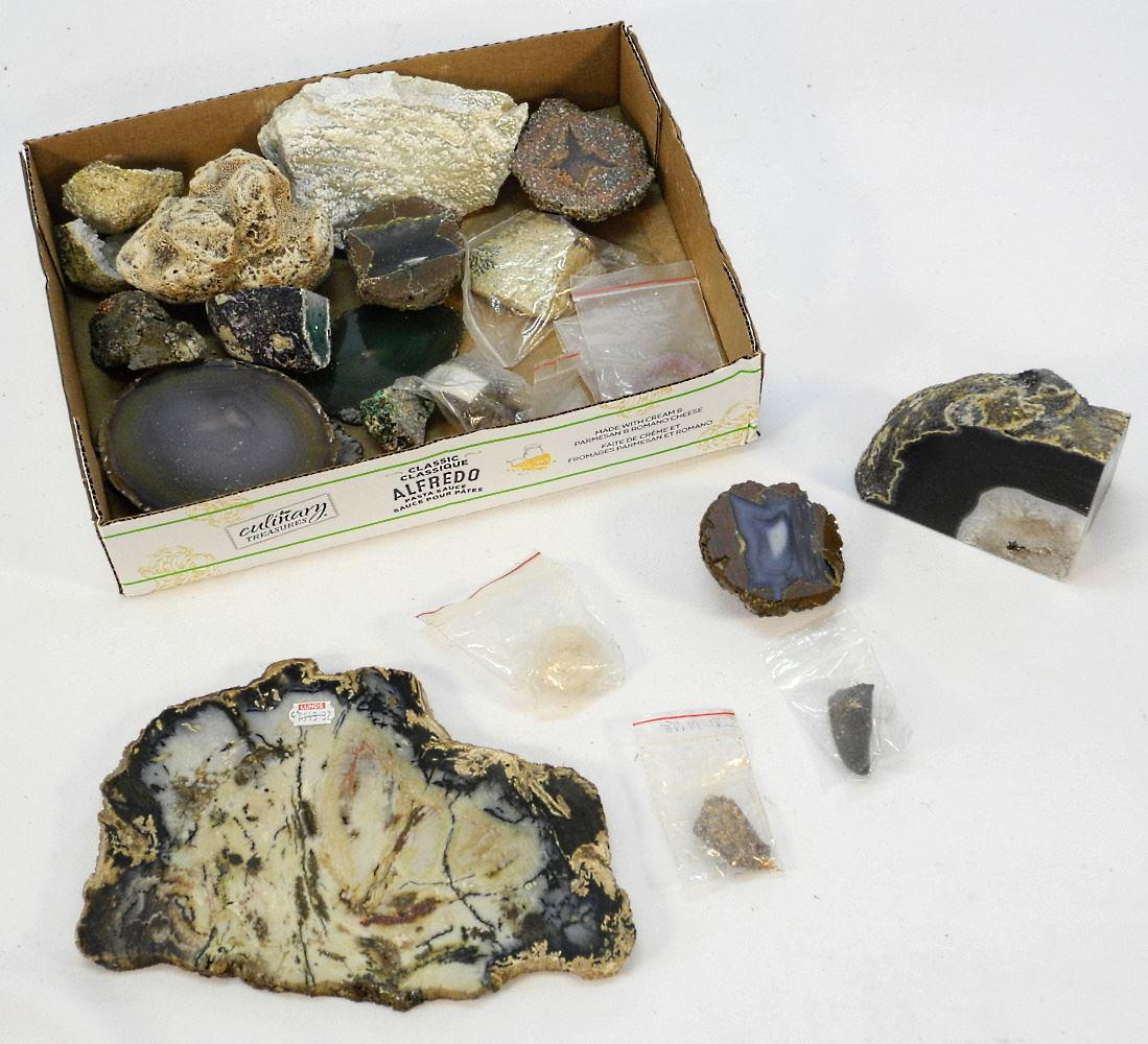 Collection of Geological Specimens, Coral, Largest 10 1/8" Wide, No Export. (1 of 1)