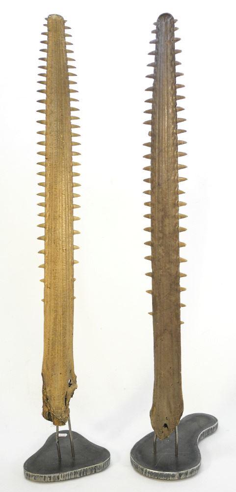 2 Saw Fish Beaks Mounted on Metal Bases, 33" High. No Export (1 of 4)